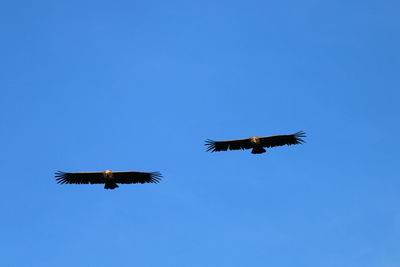 Low angle view of airplane flying against clear blue sky