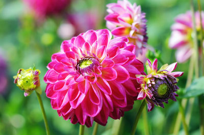 Close-up of pink dahlia flowers blooming in park