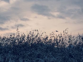 Scenic view of field against sky at sunset