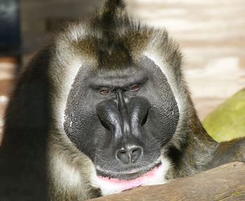 Close-up portrait of a monkey