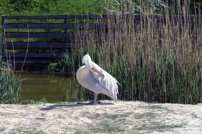 View of bird perching on grass