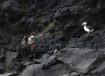 View of puffins on rock formation