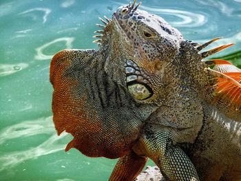 Close-up of green iguana against pond