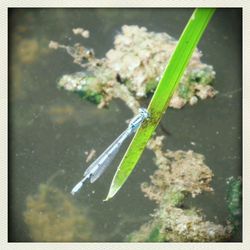 Close-up of leaves in water