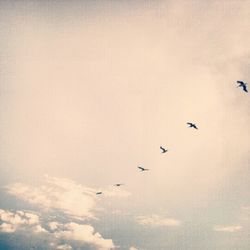 Low angle view of birds flying in sky