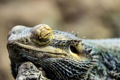 Close-up of bearded dragon resting outdoors