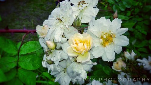 Close-up of white flowers