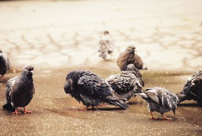 Pigeons perching at beach