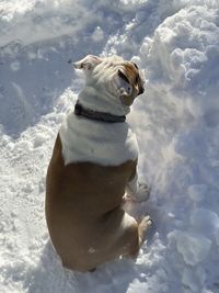 Dog in snow