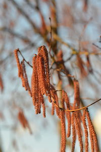 Close-up of dried plant