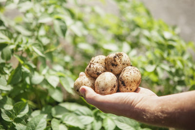 Hand holding potatoes