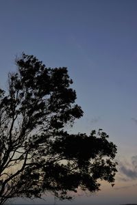 Low angle view of silhouette tree against clear sky