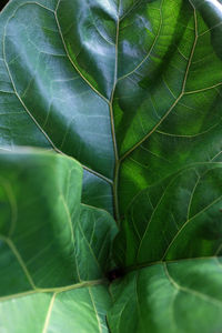 Full frame shot of leaves