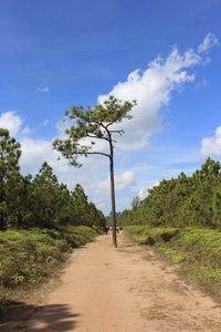 Road amidst trees on field against sky