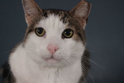 Close-up portrait of cat