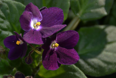 Close-up of purple flower