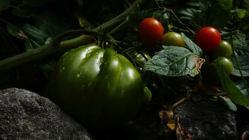 Close-up of fruits