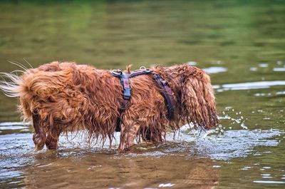 View of a dog in water