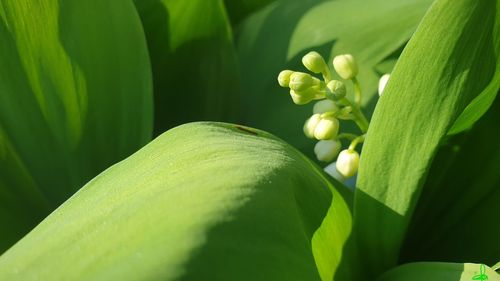 Close-up of green leaves on plant