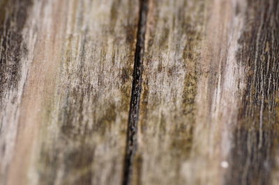 Close-up of wooden tree trunk