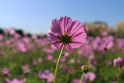 Close-up of pink flowering plant on field