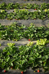 Plants growing in water