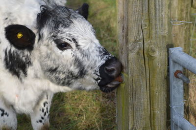 Close-up of cow biting nail on wood