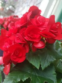 Close-up of red flowers