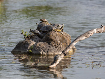 Family of turtles crowded on a rock in the middle of a pond.