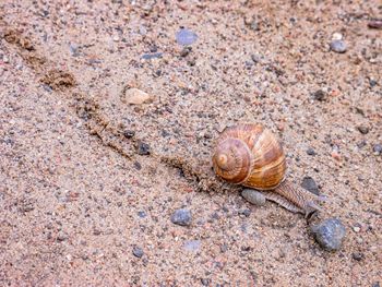 High angle view of snail on sand