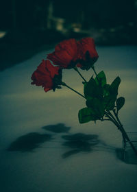 Close-up of rose plant