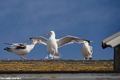 Low angle view of seagulls flying against sky