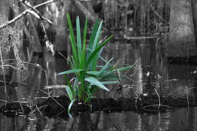 Close-up of wet plants against lake