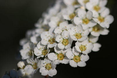 Close-up of white flowers