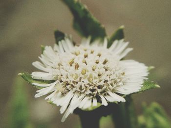 Close-up of flower