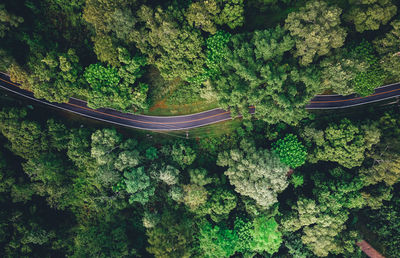 High angle view of plants growing in forest