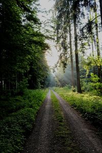 Road amidst trees in forest