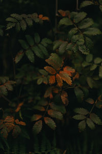 Close-up of leaves on plant during autumn