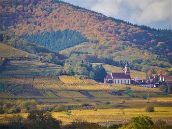 Scenic view of agricultural field by houses against sky