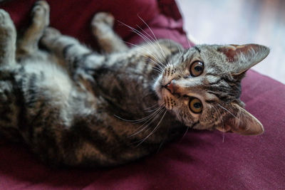 Portrait of cat on chair