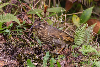 Close-up of a bird perching on a field