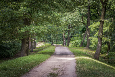 Footpath amidst trees in forest