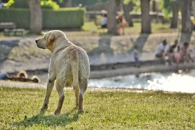 Dog on field