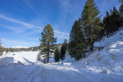 Trees on snow covered landscape against sky