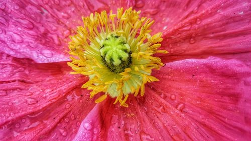 Full frame shot of pink flower