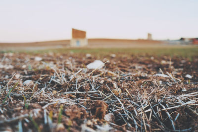 Close-up of dry grass on field against clear sky
