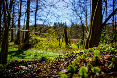 Surface level of trees growing on field