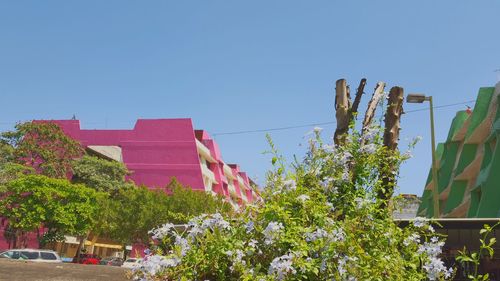 Low angle view of flowering plants by building against clear blue sky