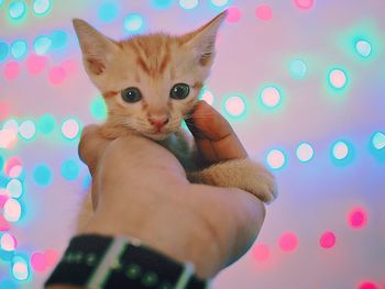 Midsection of person holding cat