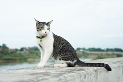 Portrait of cat sitting outdoors